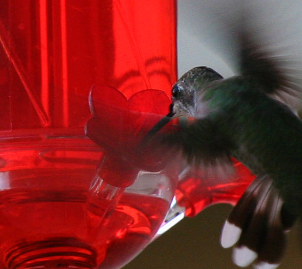 Photo of Hummingbird