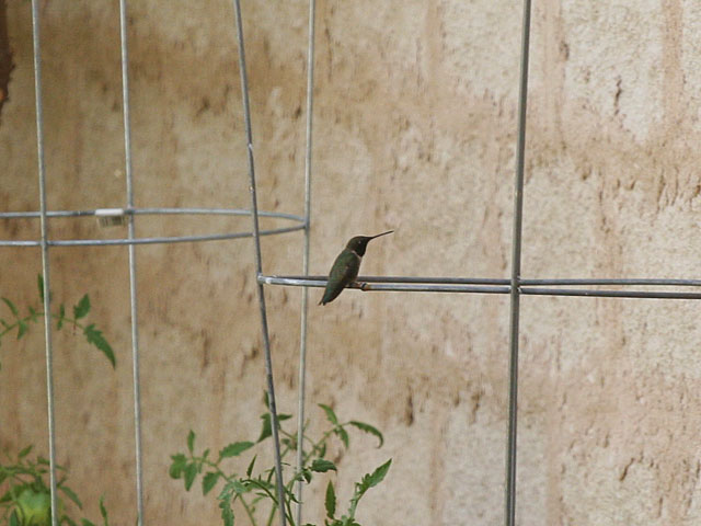 Photo - Hummingbird perched on tomato cage