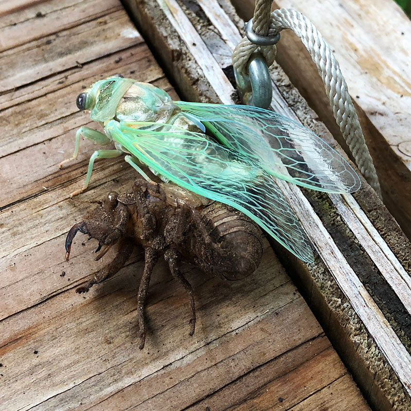 Photo - A cicada emerges from its nymph exoskeleton