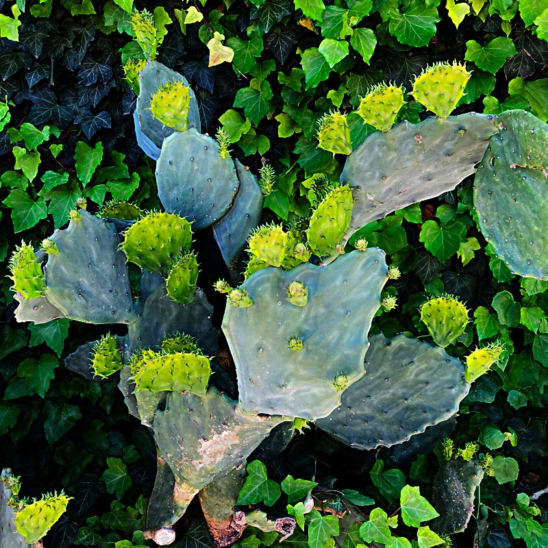 Photo - Cactus pads interspersed with ivy growing on a wall