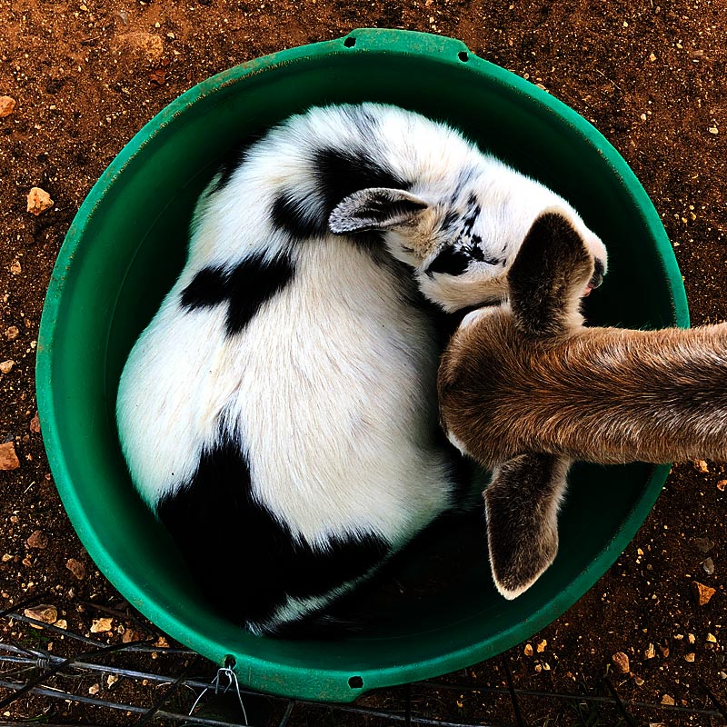 Photo - A small goat curled up inside a tub of goat chow