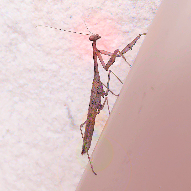 Photo - Praying mantis