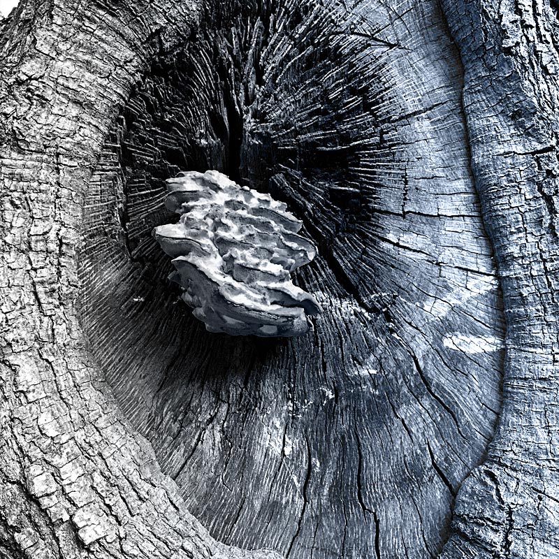 Photo - Fungus on a live oak tree