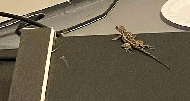 Photo: Texas Spiny Lizard on our treadmill in the garage