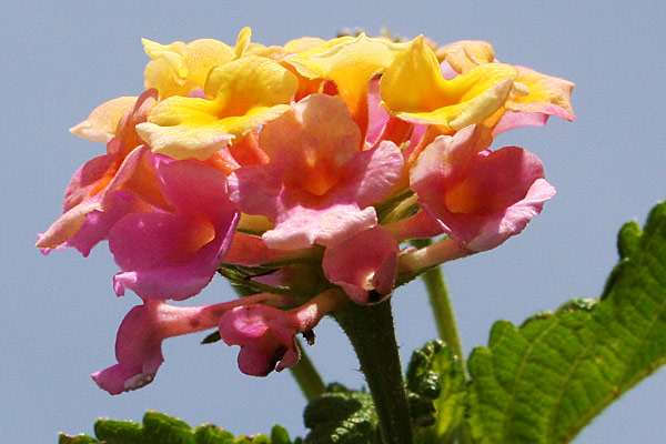 Photo of yellow and pink lantana blooms