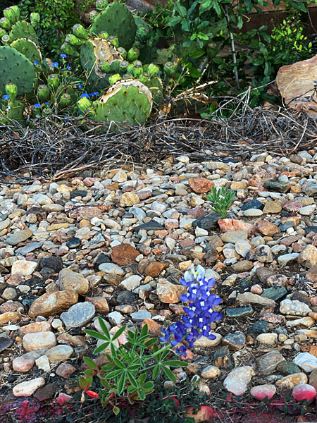 Photo - Bluebonnet