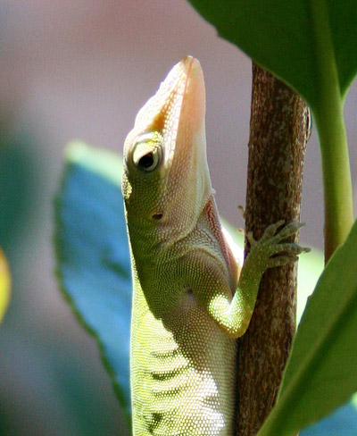 Photo of Green Anole