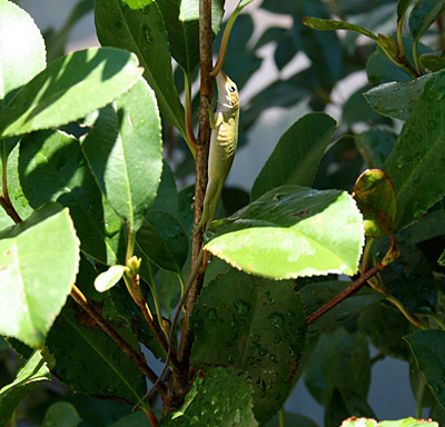 Photo of Green Anole