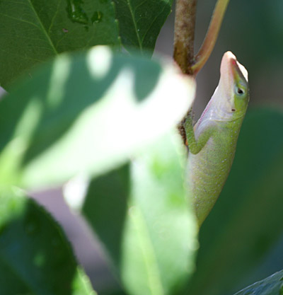 Photo of Green Anole