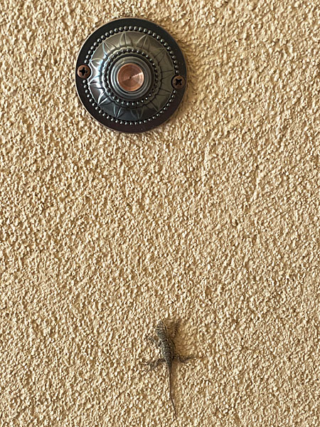 Photo - Juvenile prairie lizard on the wall of our house