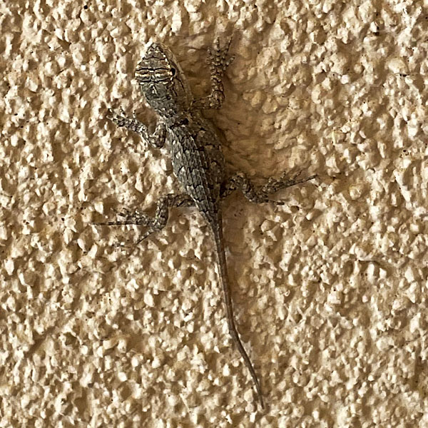 Photo - Juvenile prairie lizard on the wall of our house