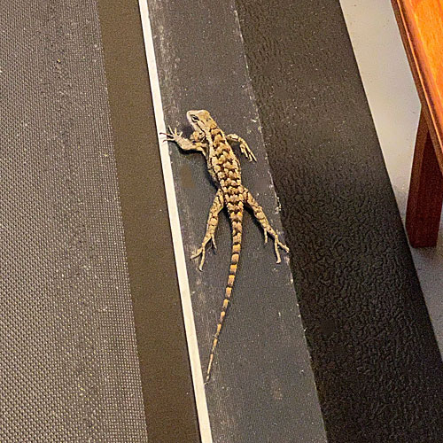 Photo - Texas spiny lizard resting atop our treadmill