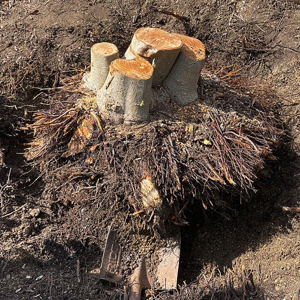 Photo - Loquat root ball