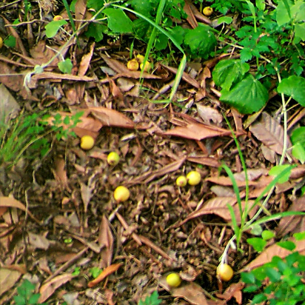 Photo - Loquats on ground