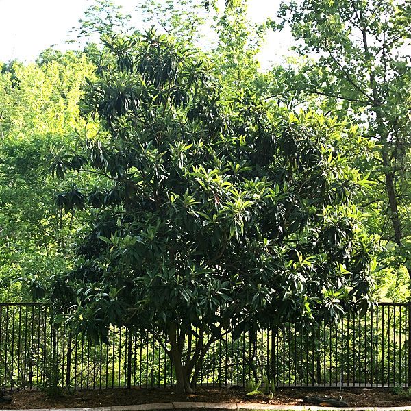 Photo - the loquat tree in our back yard