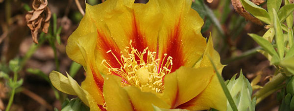 Prickly Pear bloom