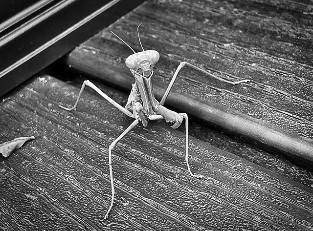 Grayscale photo: Praying mantis