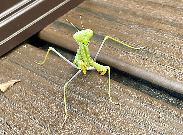 Color photo: Praying mantis