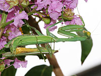 Photo of mating mantids