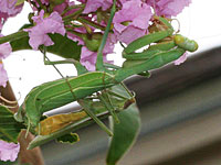 Photo of mating mantids