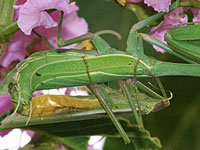 Photo of mating mantids