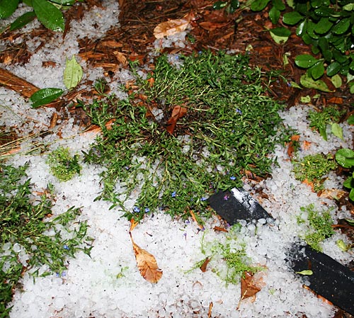 Layer of hailstones surrounding flowers