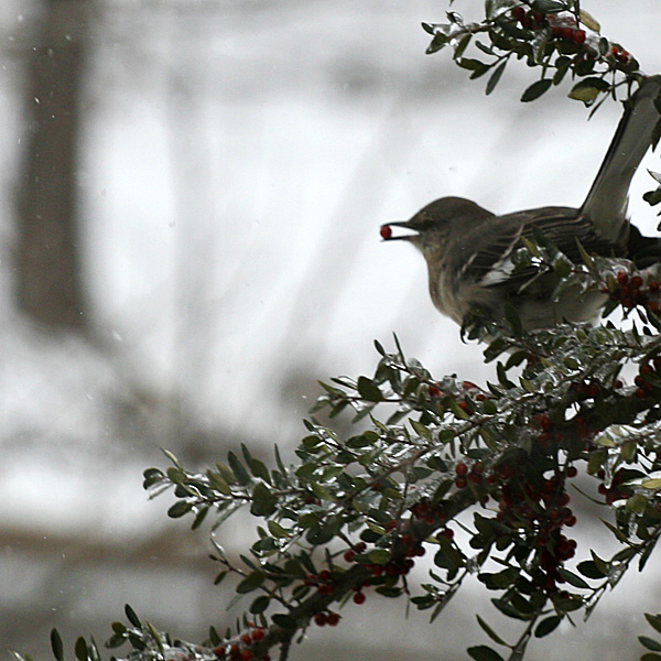 Photo - Mockingbird in yaupon, with a berry in its mouth