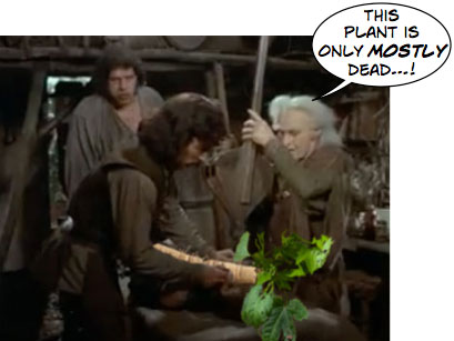 Mashup photo of Miracle Max from The Princess Bride 'operating' on a 'mostly dead' aralia plant