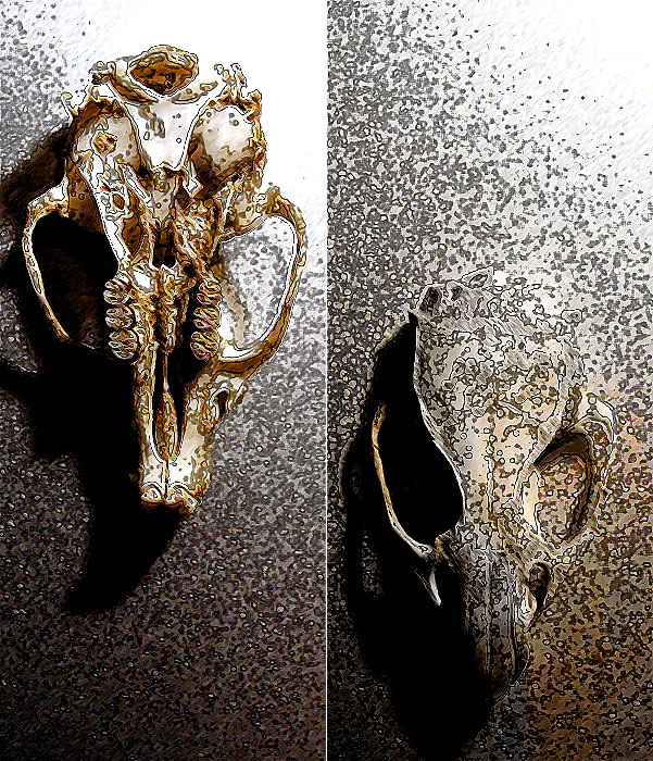 Another mouse skull photo