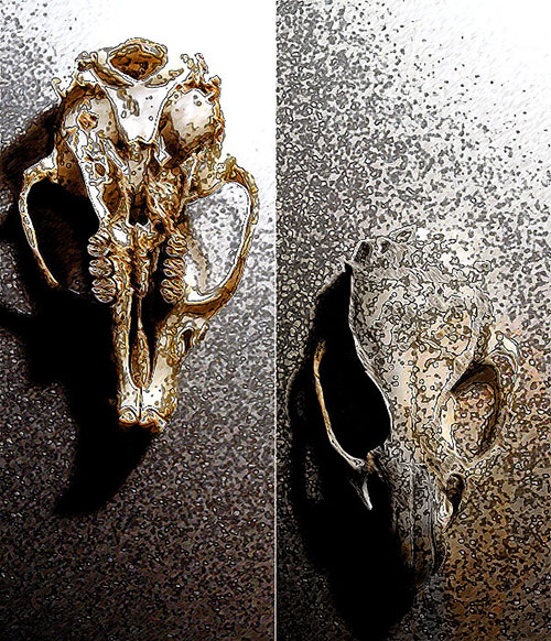 Photo - Mouse skull