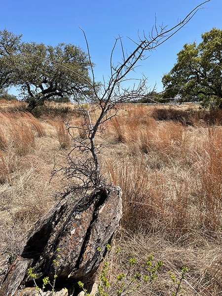 Photo: Unidentified tree growing out of a split in a big piece of granite