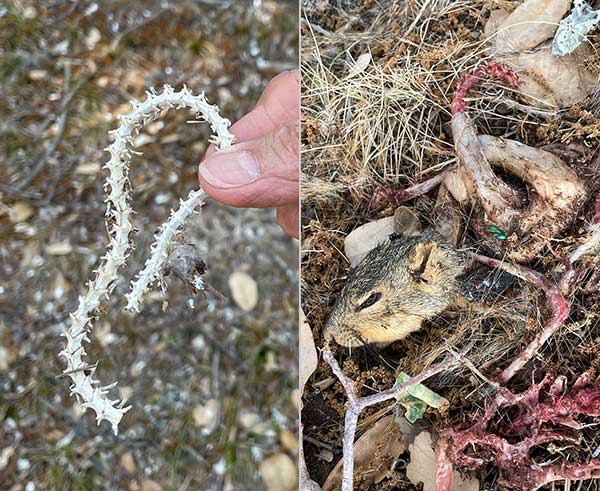 Photo collage: part of a snake skeleton and the remains of a squirrel, both of which were victims of hawk predation