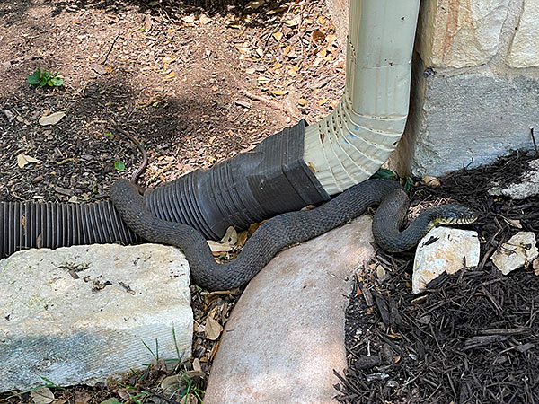 Photo - Plain-bellied water snake