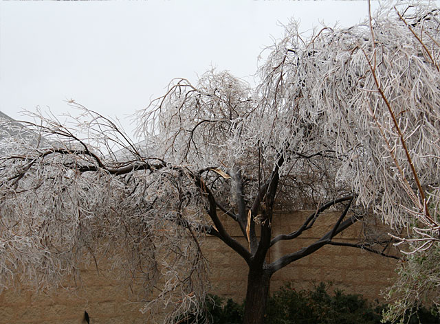 Photo of icy & damaged desert willow