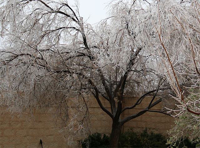 Photo of icy desert willow