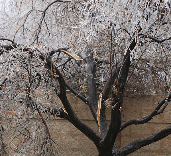 Photo of icy & damaged desert willow