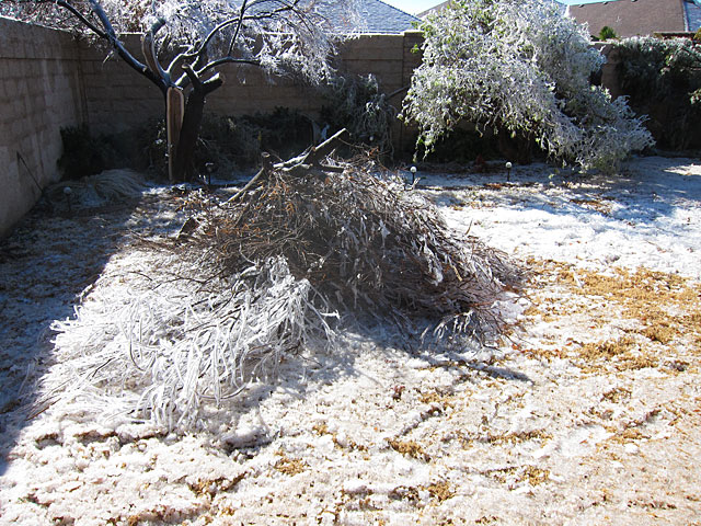 Desert willow limbs piled up