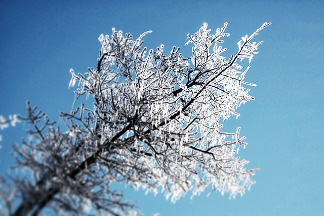 Ice covered live oak branches against a blue sky