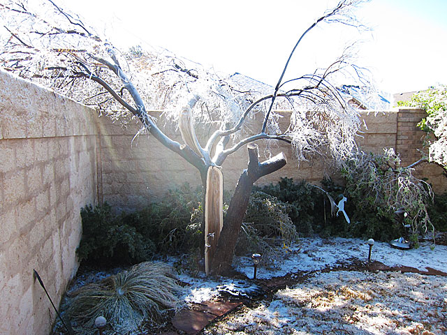 Desert willow, post pruning