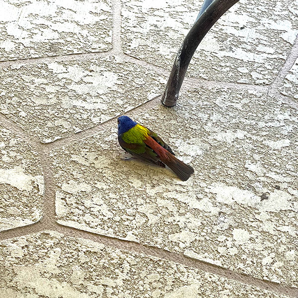 Photo of a painted bunting in Texas