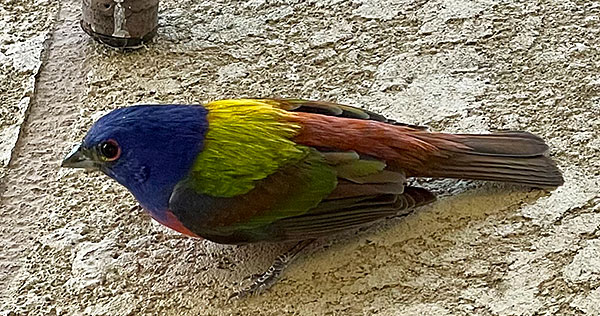 Closeup photo of a painted bunting in Texas