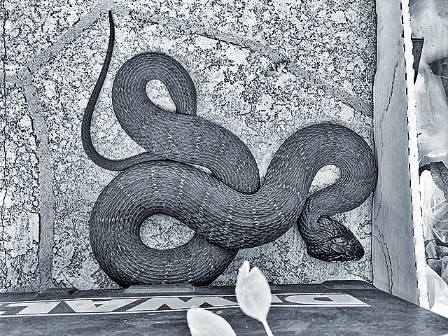 Grayscale photo: Harmless plainbellied water snake viewed from above