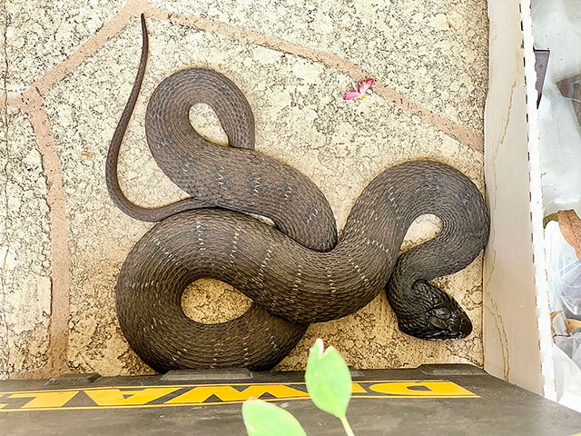 Color photo: Harmless plainbellied water snake viewed from above