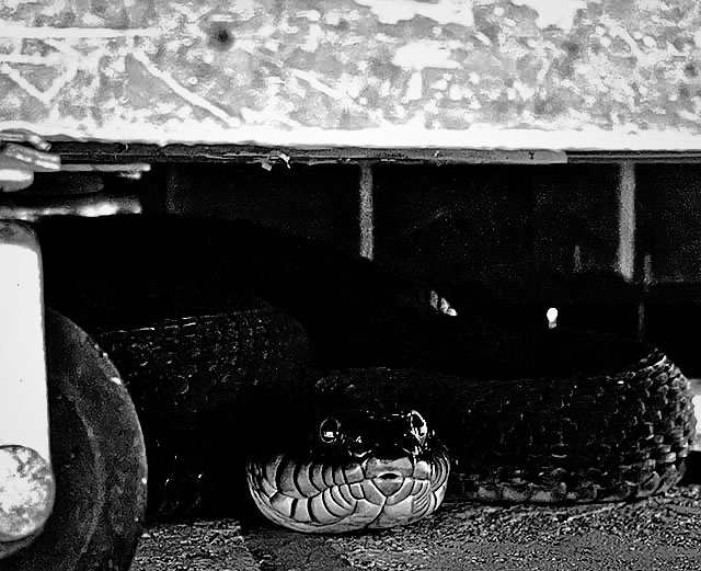 Grayscale photo: Harmless plainbellied water snake facing the camera