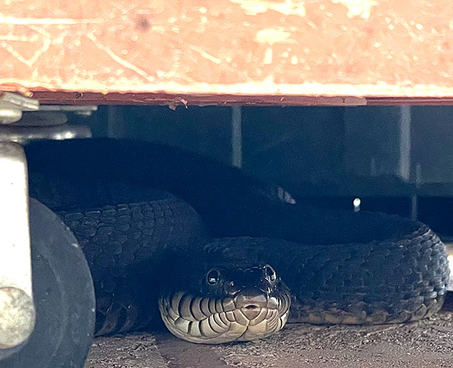 Color photo: Harmless plainbellied water snake facing the camera