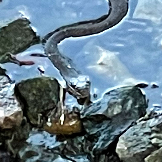 Photo: Plain bellied water snake in the water