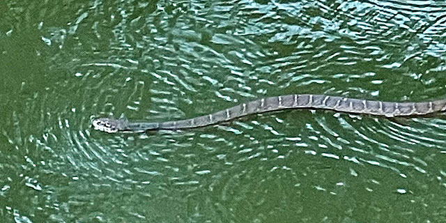 Photo: Plain bellied water snake in the water