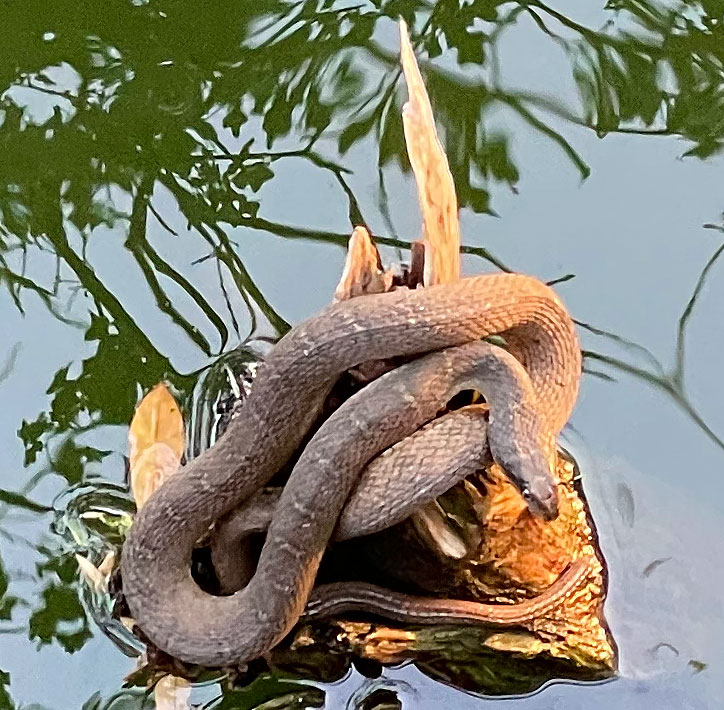 Photo - Plain-bellied watersnake