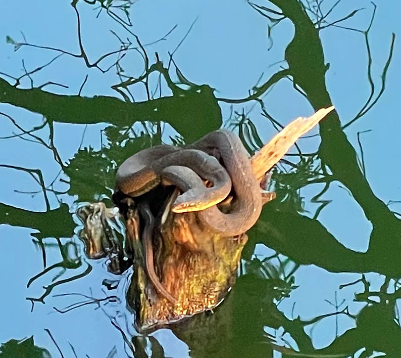 Photo - Plain-bellied watersnake