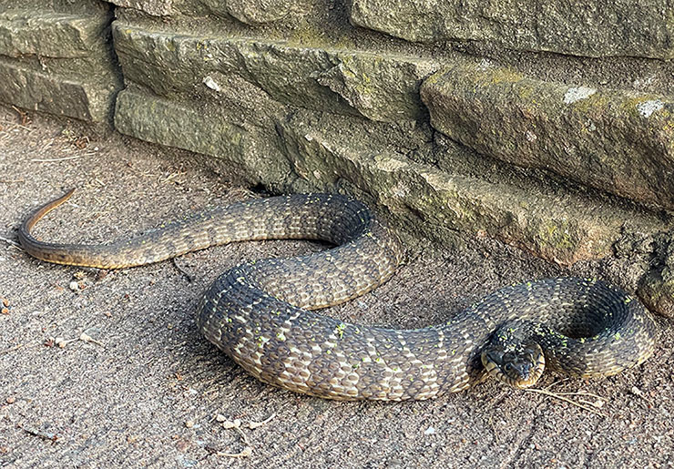 Photo - Plain-bellied watersnake